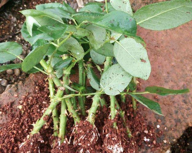 2种花“太名贵”，想养不用买，剪1段“小枝”就能扦插，生根快