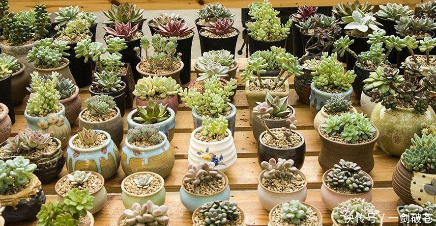 养殖|养殖多肉的3个阶段，小白，中庸，大佬级别，每个级别都好玩！