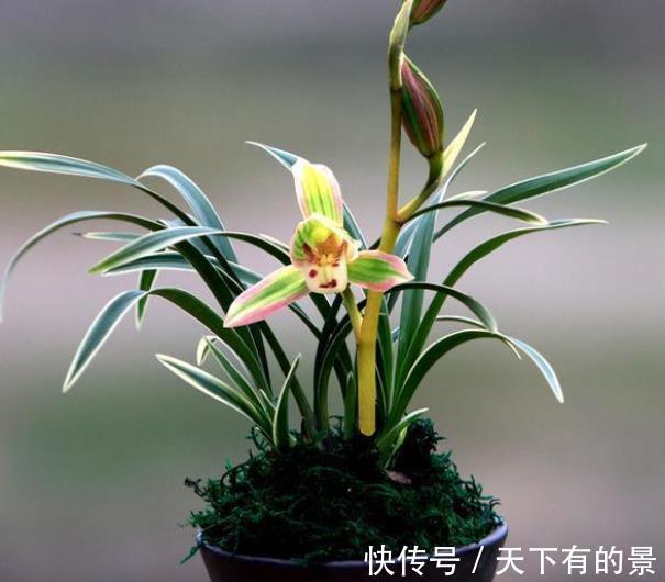 想要建兰一年多次开花?牢记3个要点,可以多季节开花