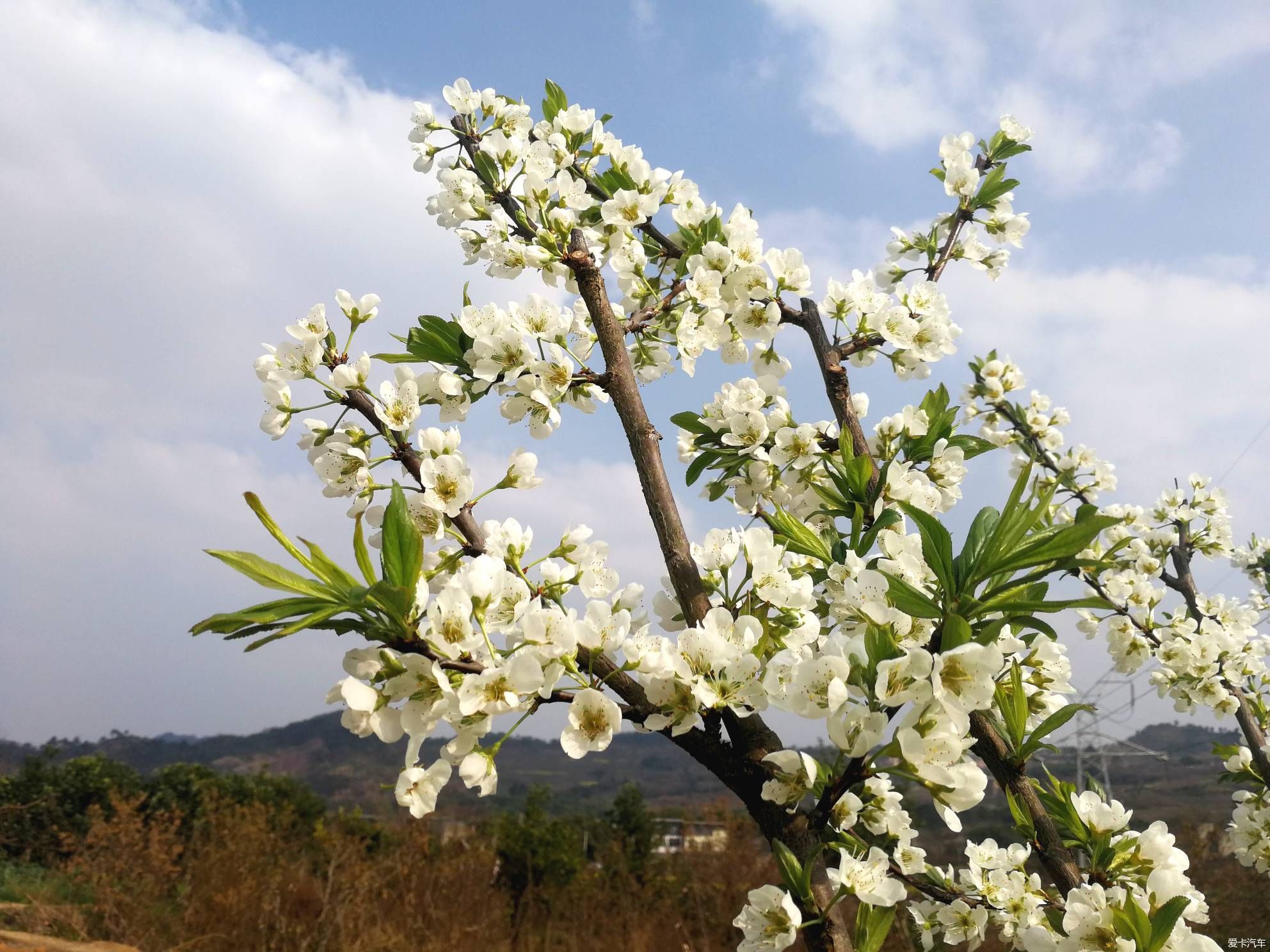 不负春光，乡村赏花