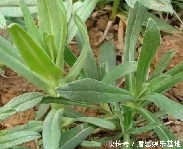 这种植物晒干了泡水喝，能止咳，村里很多老人喝，你见过吗？