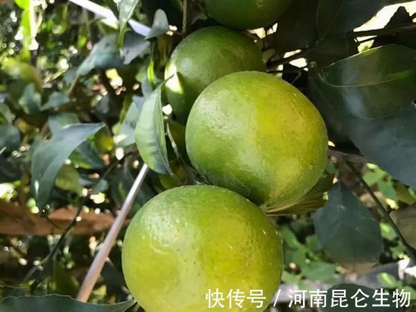 柑橘膨果著色期施肥方案柑橘增甜著色葉面肥配方