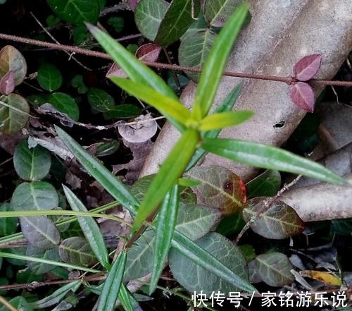 总管|农地里的“草”，人称“蛇总管”，是味镇痛抑毒的良药