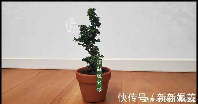 石化|绿海听涛,“桧柏化石”石化桧盆景的养护与创作