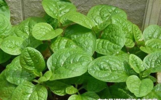 开心果|减肥还在节食不如多吃此几种食物,清肠刮油,助你远离大肚腩