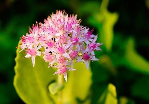 4种开花多肉,好养易活花期长,颜值超高的