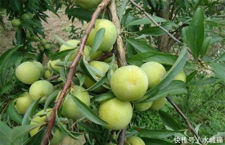 人到中年|人到中年,三种食物不能断,减肥瘦身,不可错过