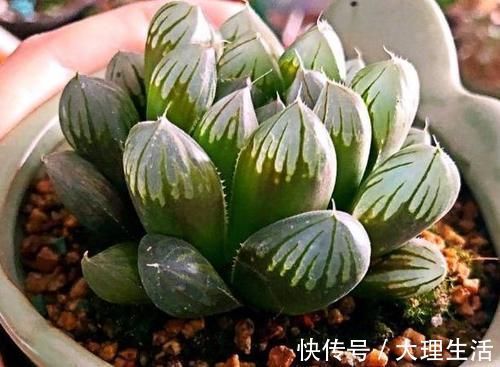 草木灰|多肉养根篇:往盆底放些“它们”,叶子肥成球,根须挤满盆