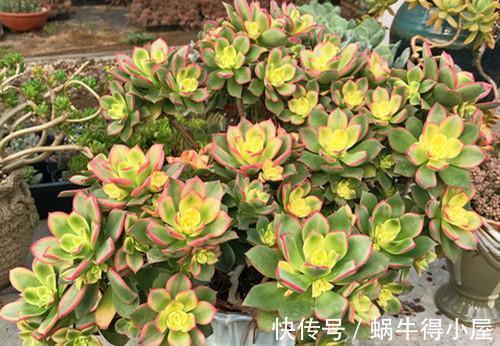 新手养多肉总是养不好,试试5个品种,皮实好养颜值高