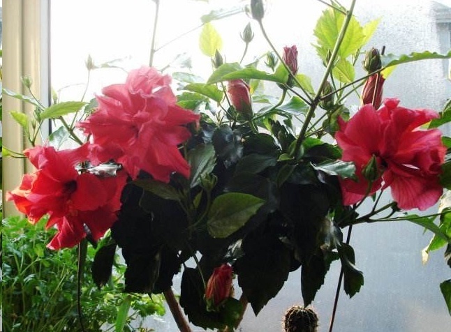 光照|7种一年四季开花的植物，阳台养一盆，天天有花看！