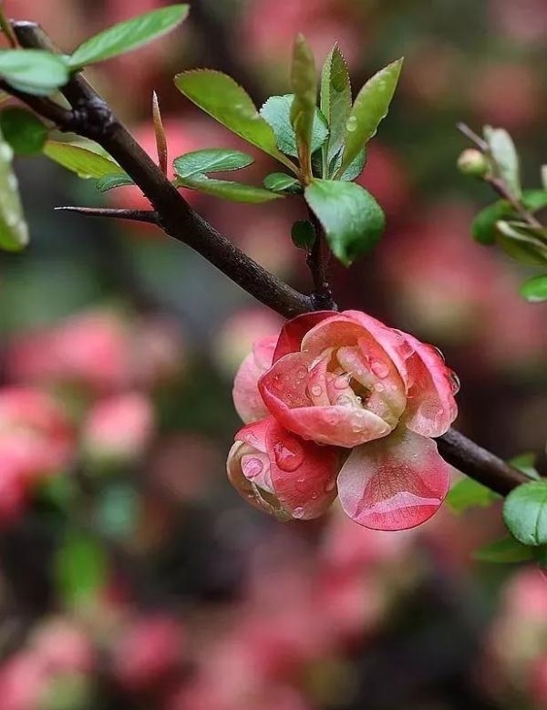 薰衣草|又是一年赏花季!乱花渐欲迷人眼,教你分清谁是谁