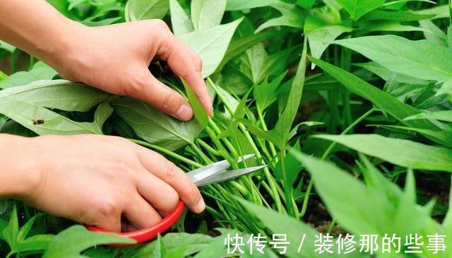 采收|夏季怎么盆栽空心菜？了解几点，长得又快又好，种一盆能吃一夏天