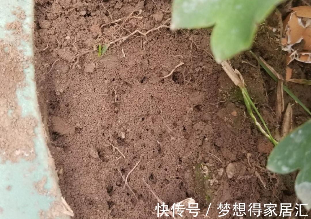 松针土|9种土别拿来养花,对花不好,容易黄叶烂根