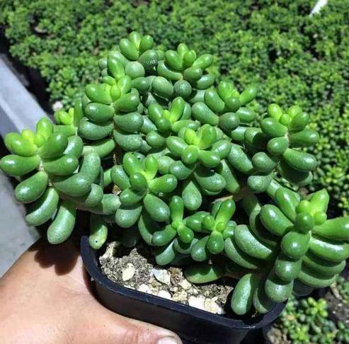 在家盆栽4款多肉要小心，它们对健康有害，需早点丢出去