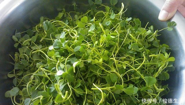 草籽|农村一种叫“草籽”的野草，以前人们不待见，殊不知药用价值珍贵