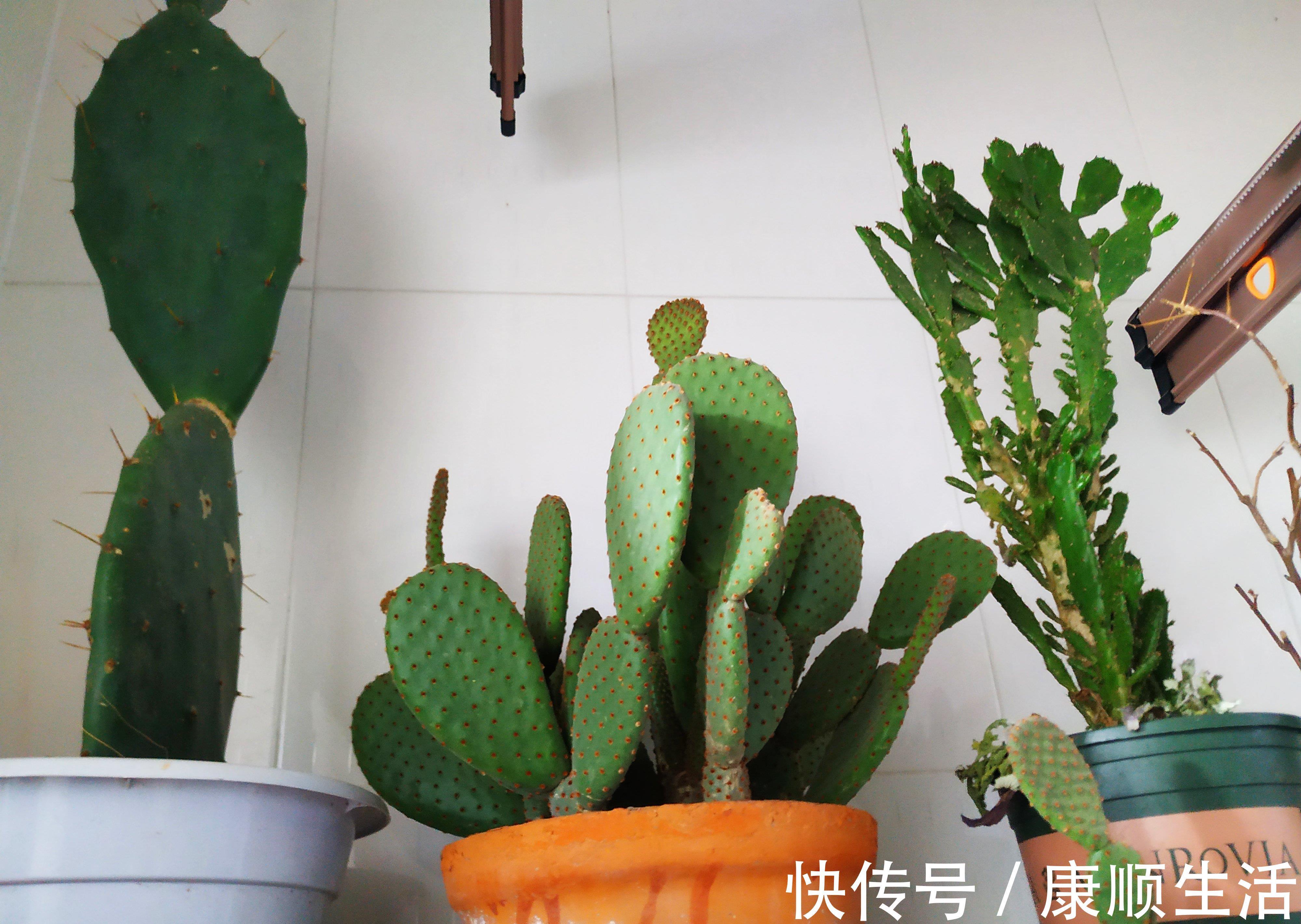 怪不得养花老是死，这些花都喜“酸水”，吃了酸不黄叶