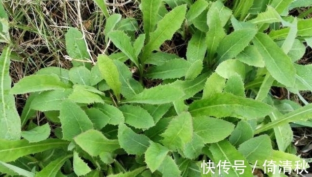 野菜|农村人人识的一种“野草”,它能吃还是好药材,价值宝贵如今稀少