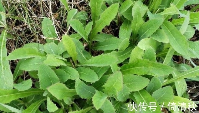 野菜|农村人人识的一种“野草”，它能吃还是好药材，价值宝贵如今稀少