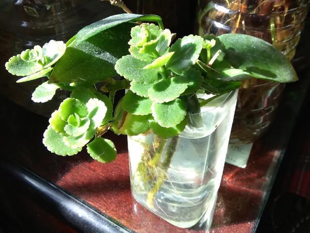 休眠期开花，剪掉才能活，需要一些养护技巧，才能保证安全度夏