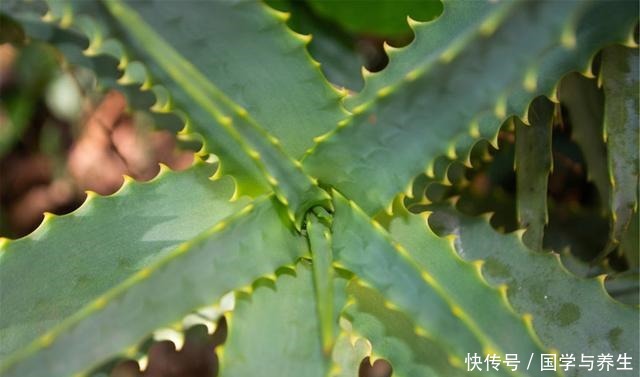 卧室养3种花,晚上也能释放氧气,睡觉睡的香!