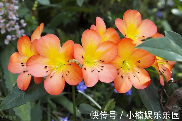 叶子|怎样让君子兰一年长出8片叶子？他的做法，值得我们学习