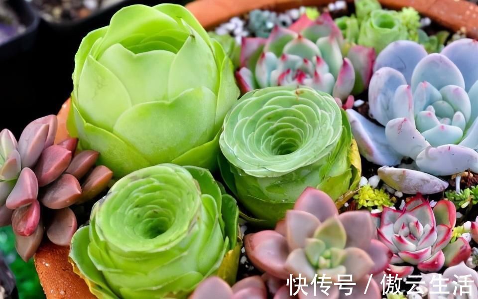 改善|多肉叶片发软,多是这4个原因在搞鬼,这么改善让叶子坚挺有光泽