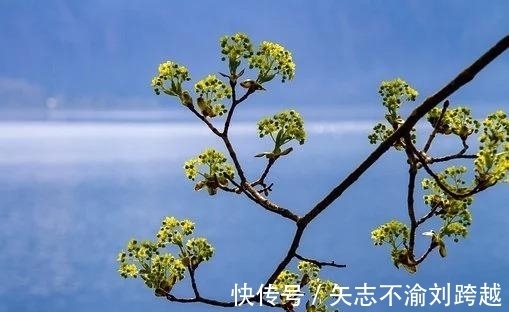 喜鹊|2天内，遭受委屈，得到谅解，无心风月，喜鹊登门，爱情完璧归赵