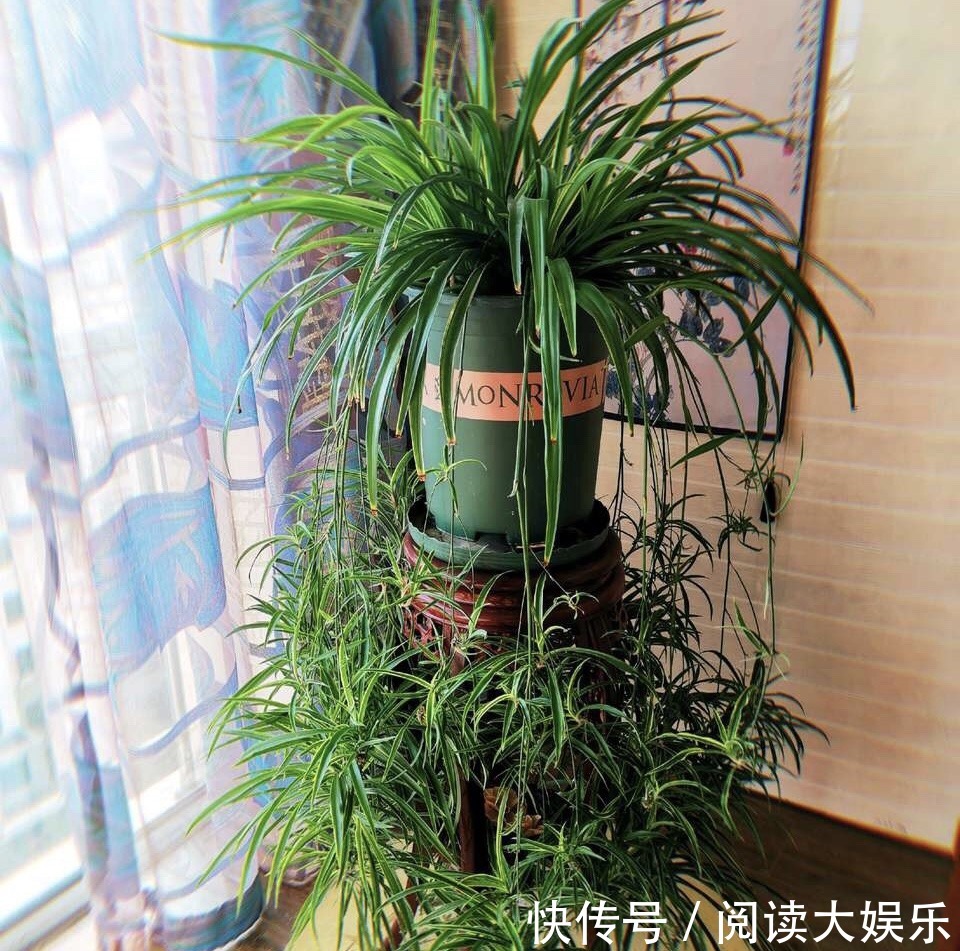5种花“专吃土”,砸开花盆全是“大块根”,正确方法