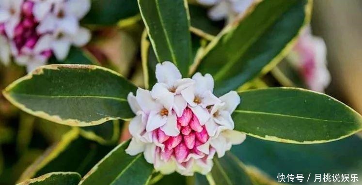  玛格丽特|4种花量超多的盆栽花卉，轻松开爆盆，四季开不停