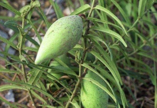 女孩|它被叫做“羊奶瓜”,女孩吃了就挨打,是治腰酸背疼的一把好手