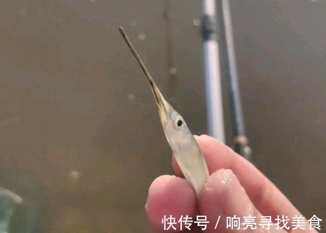 在当地的河流里钓到很多疑似小剑鱼,一钓一大盆钓友疑问能吃吗!