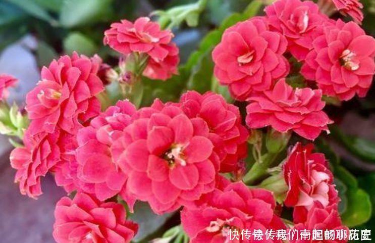 种花|4种花很好养，耐热耐晒更耐旱，养在客厅上档次，开花不断有花赏