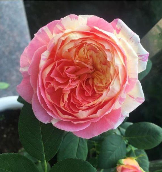 适合养在阳台的花卉,365天开花不断,花团锦簇,美极了