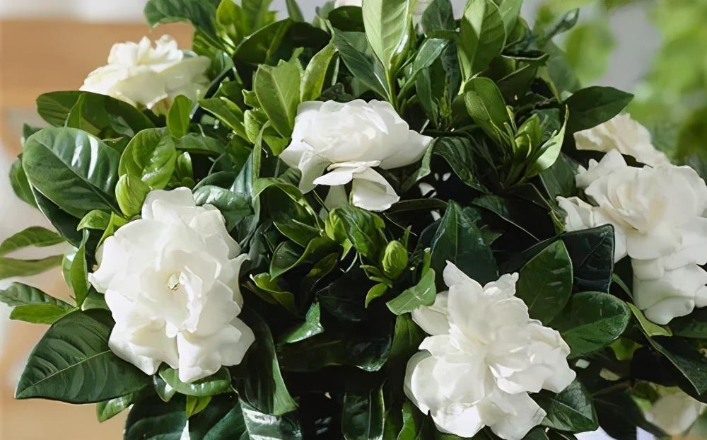 栀子花|7月公认难养的2种花,便宜也不买,一不小心就挂掉,切忌贪小便宜