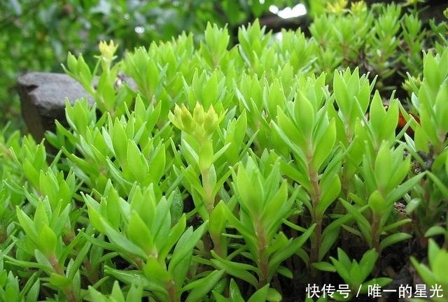 十个人九个月子病,每天一物活血调经,子宫干净了,黑臭宿便没了