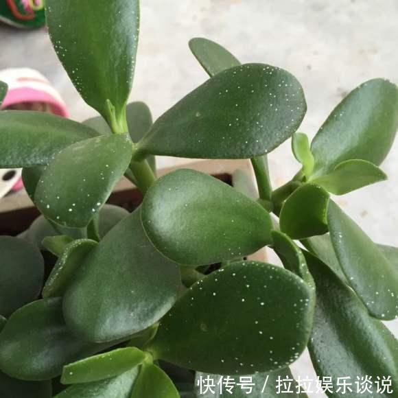 玉树好看,但难养,其实掌握这些“诀窍”,枝粗叶大,美极了