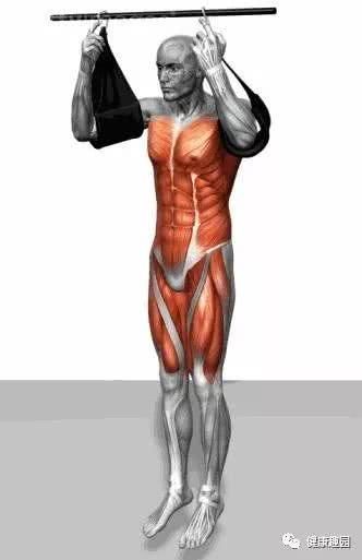 肱三头肌|肌肉群锻炼动作示意图，想练什么对号入座！