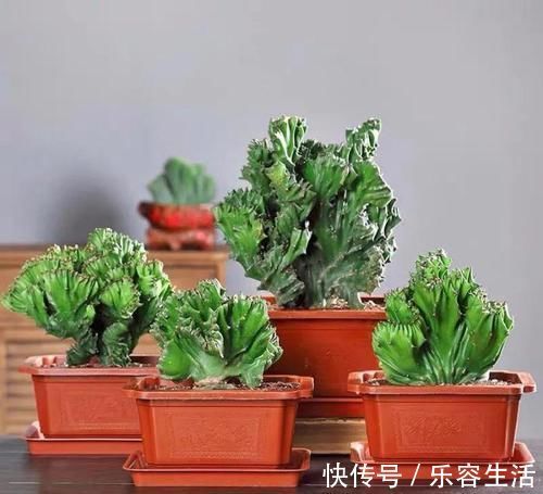 生长发育|适合男人养的四种花，大气又稳重，旺财又旺运，早看早知道！