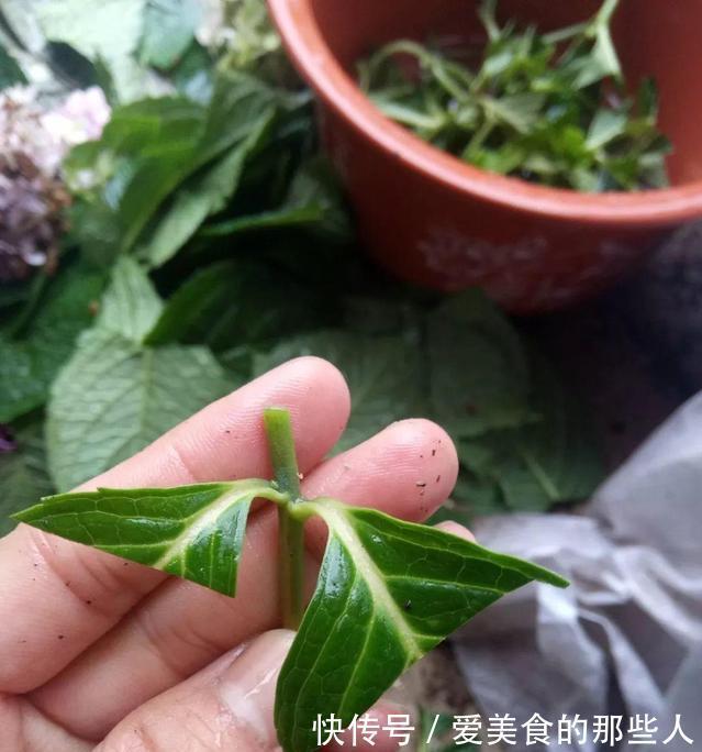 路上看到“三种花”，择点枝带回家，温度低易生根“繁殖”一大群