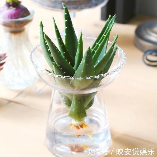 养护|多肉怕水不敢浇水养这几个品种,喜水可以水培,长得真旺