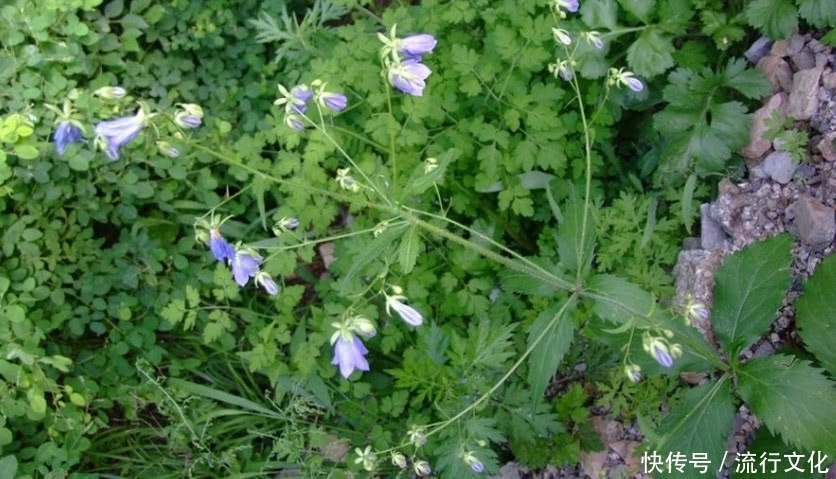 如今|农民曾把它当“白萝卜”如今价格一斤180元,药用价值非常高