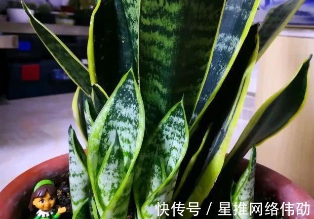 新芽|虎皮兰闹脾气不出新芽怎么办?学会这两招,不出也得出