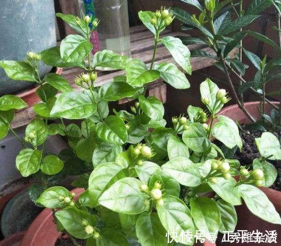 养茉莉花，盆里放几粒“小东西”，花儿怒放、芳香，一年开花不断