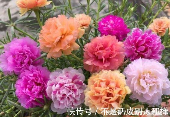 玫瑰海棠|4种花是花中劳模，一年四季开花不断，枝头花苞满