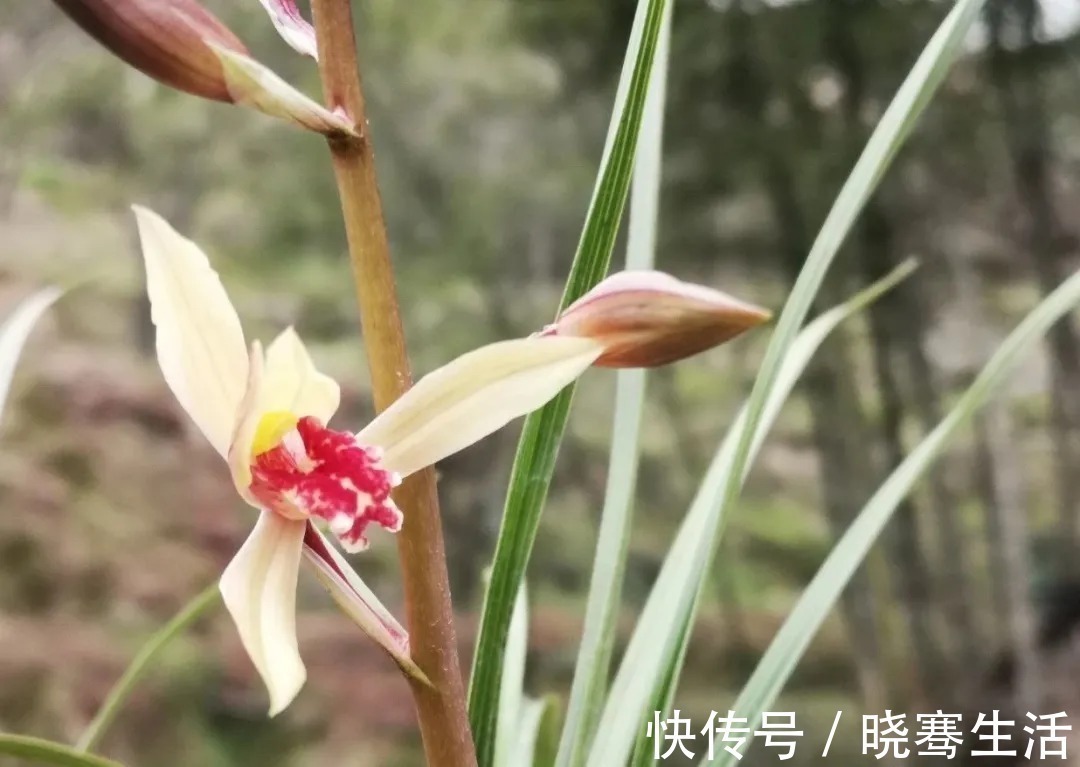 兰苗|这样的兰花，无论怎么施肥都不开花，磷酸二氢钾也不行