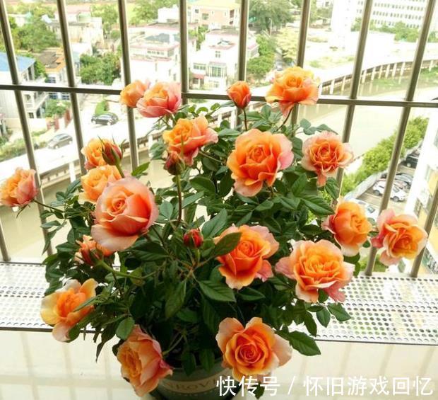 此花香味浓郁颜值高，一年到头有花赏，专为阳台而生，适合新手