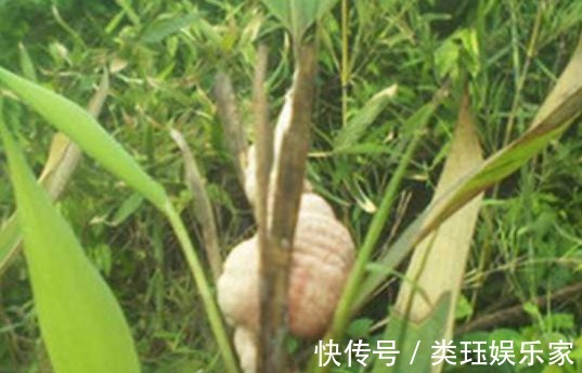竹黄|大火里烧出来的宝贝，竹林中的“小疙瘩”竹黄，70元一斤也难买