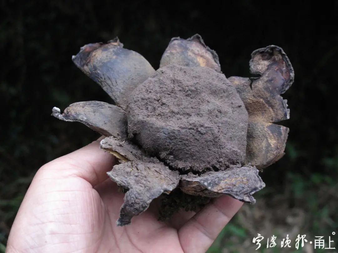 蘑菇|多人食用后中毒!医生:没有特效药,死亡率很高