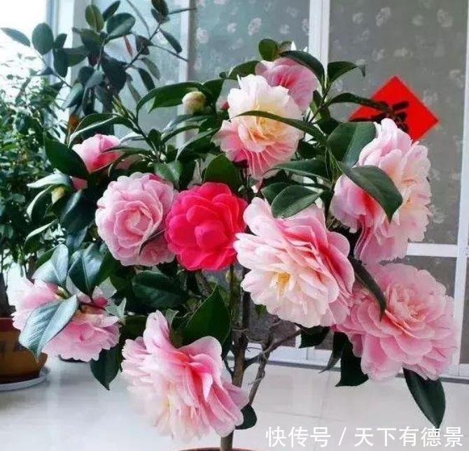 家养几款植物，给点阳光就灿烂，阳台开出花海，满屋都飘香