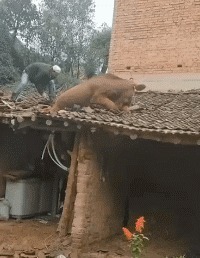 |搞笑GIF:一张膜十元钱,我都帮你免费贴了,你还想哪样?